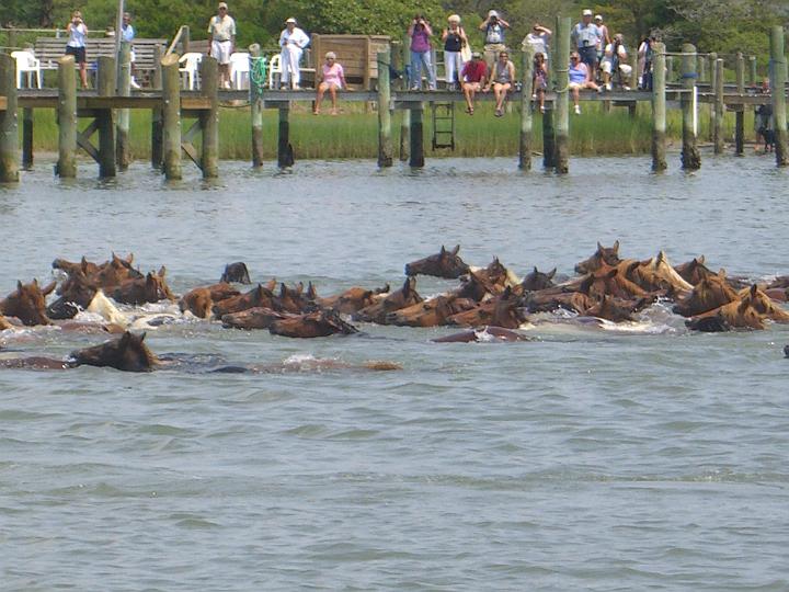 Chincoteague Pony Swim July 2007 054.JPG